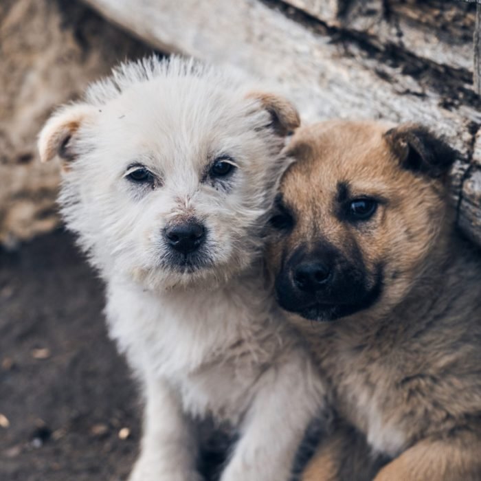 A vertical shot of two dogs sitting closely next to each other